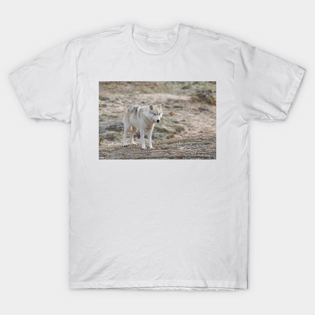 The stare T-Shirt by josefpittner